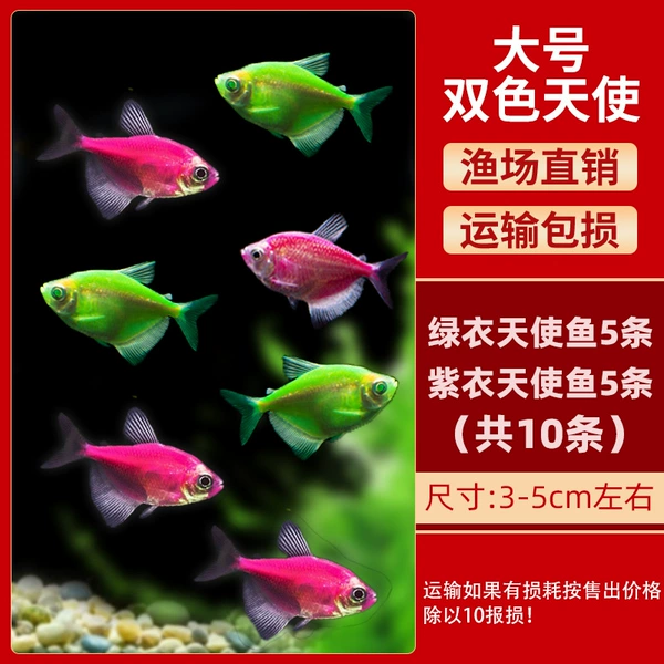 5 purple angels + 5 green angels 3-5cm each (10 in total) + fish food