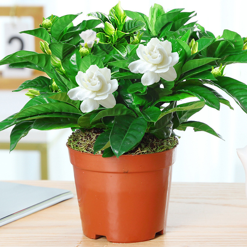 꽃 봉오리 [간단한 분지] + 비료가있는 스몰 사이즈 치자 나무