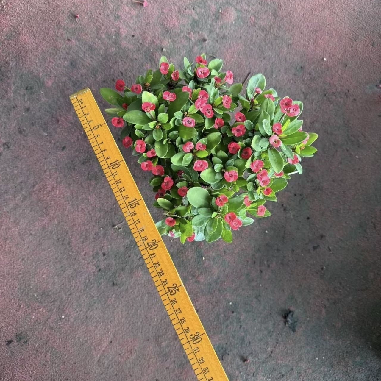 2503B база прямых поставок зеленых горшков для растений, цветов в горшках, домашних зеленых растений, растений и цветов 150 # Железная Бегония