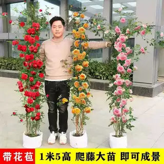 月季蔷薇花苗爬藤四季开花特大花庭院浓香玫瑰花盆栽花卉藤蔓植物