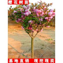 ����ͥԺ�ձ���Ѷ��㻨���Ժ��Ļ�����ͥԺ�L����ֲ�ļ��Nֲ