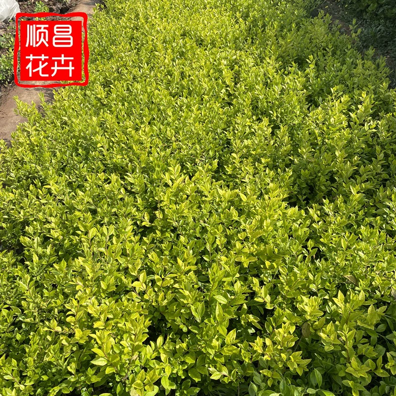 Jinye Ligustrum lucidum саженцы дворового сообщества саженцы живой изгороди озеленение Инженерная база оптом рассада цветных блоков оптом Jinye Ligustrum lucidum