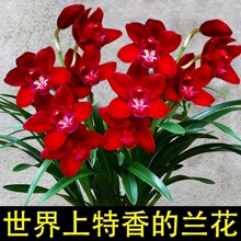 �ͺ��͟���B�m���ļ��_�������ͽ��m�҃ȾGֲ�������������F��ާ