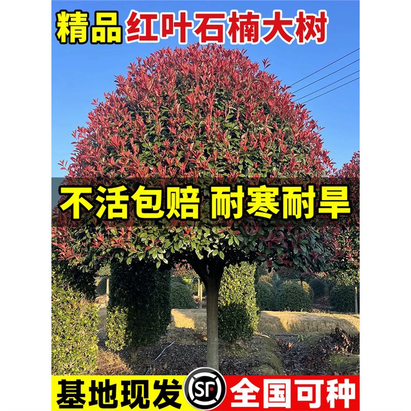 Кустарник груша красный листовой, кустарник для двора, тротуар, зеленый пояс, вечнозеленое растение, можно посадить в северных и южных регионах в качестве ландшафтного дерева.