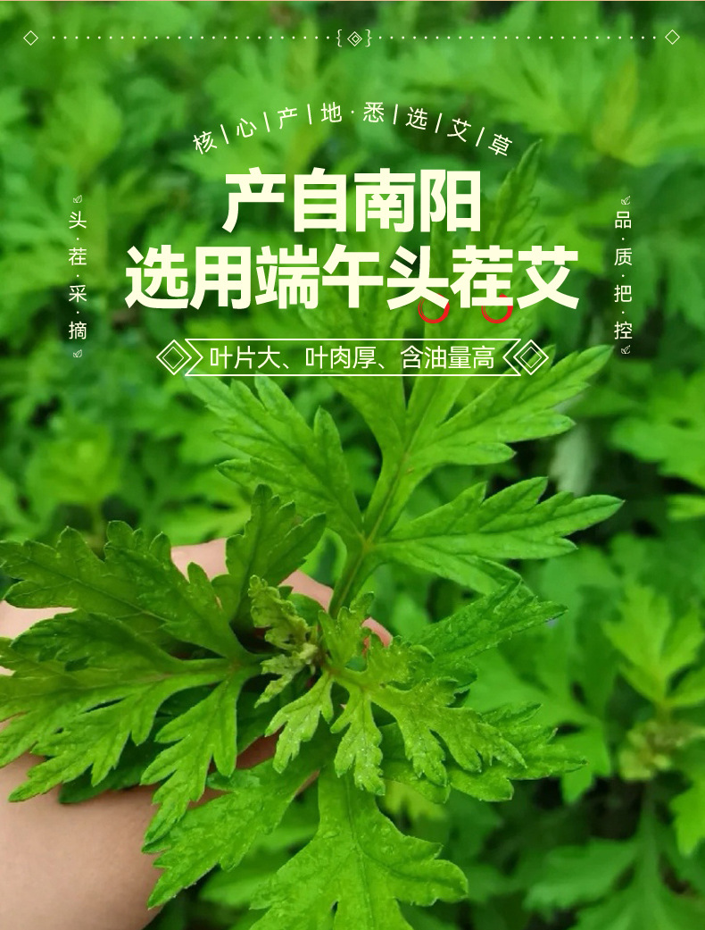 Dried Mugwort Leaf 500g Bag Ai Ye for Foot Soak and Bath quality and texture