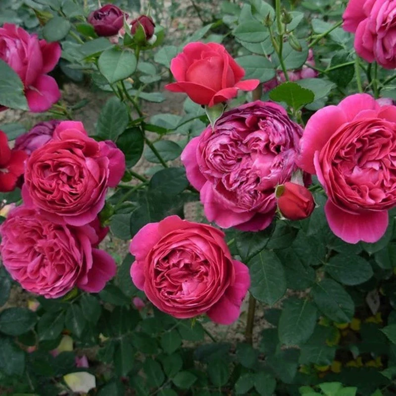 Дропшиппинг Розовые саженцы Eve's Wine Cellar с большими цветами, сильным ароматом красного вина, четырехсезонные цветы на балконе быстро и вертикально растут.