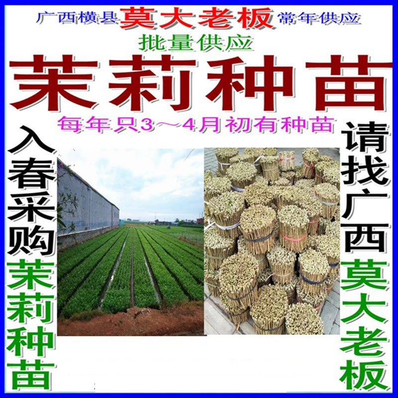 Только с марта по апрель есть оптовая продажа жасминового бонсай