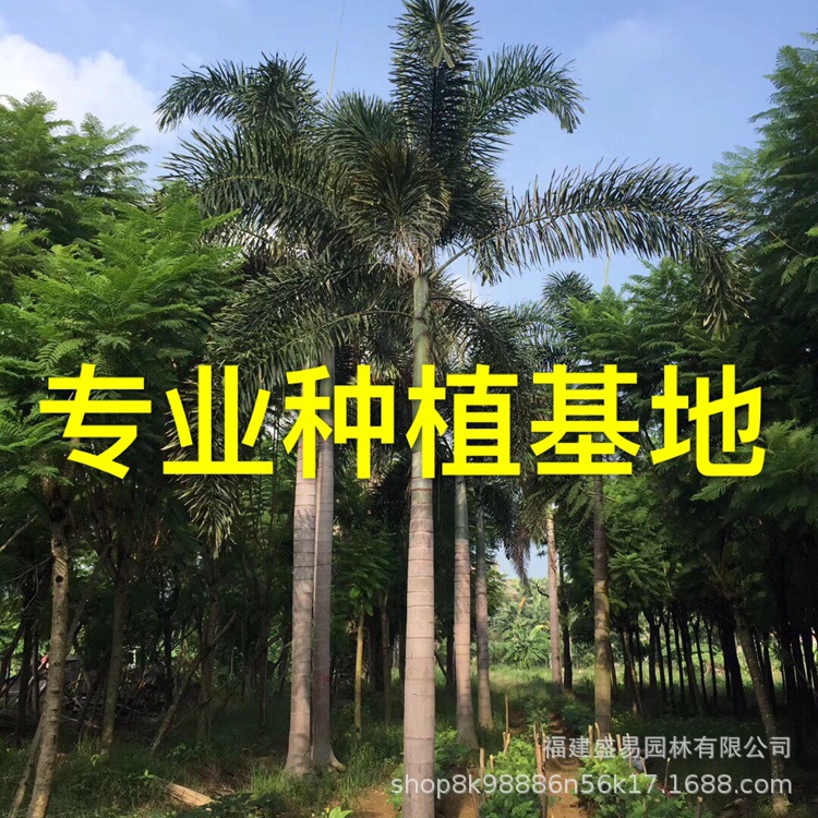 云南狐尾椰子树批发 江西狐尾椰子价格 行道树海南椰子树基地