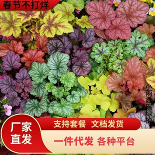 һ�����l�\����������ֲ�����Դ����ͺ�ͥԺ�^�~�ݻ�С��������