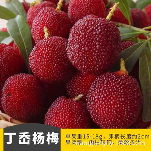 �|����÷�����÷���ش��Ϸ������Nֲ���Ԯ���Y����÷�箔��Y��