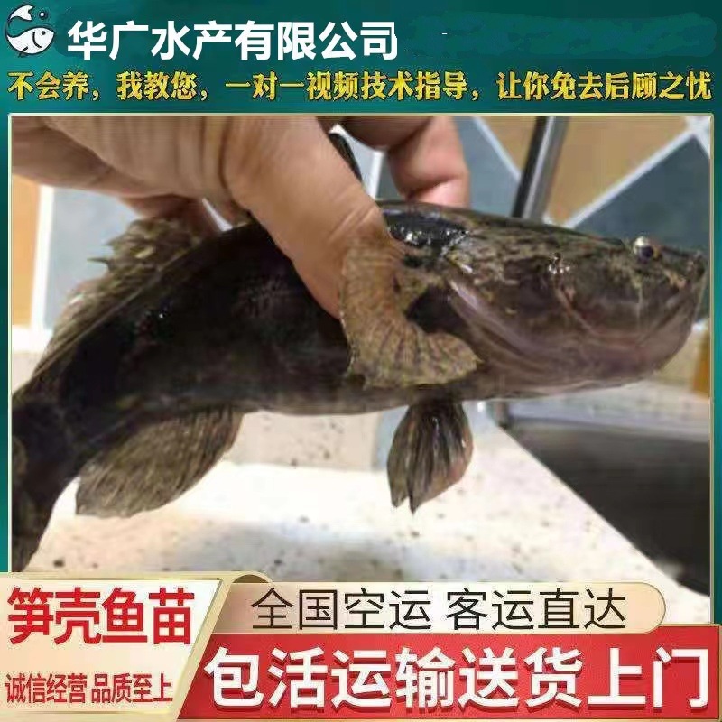 大量批发笋壳鱼淡水笋壳鱼苗批发现货销售鱼苗活体包活到家