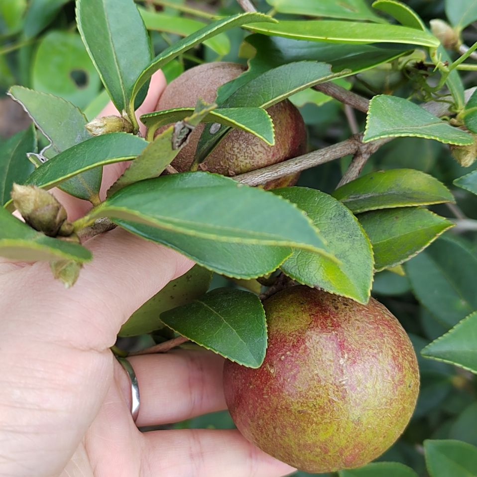 新货油茶籽正宗江西茶油压榨油茶籽油高山茶油野生茶籽油鲜果干果