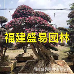 �����t���^ľ���^ ���ͼt���^ľ�����l �㽭�t���^ľ�辰�r��