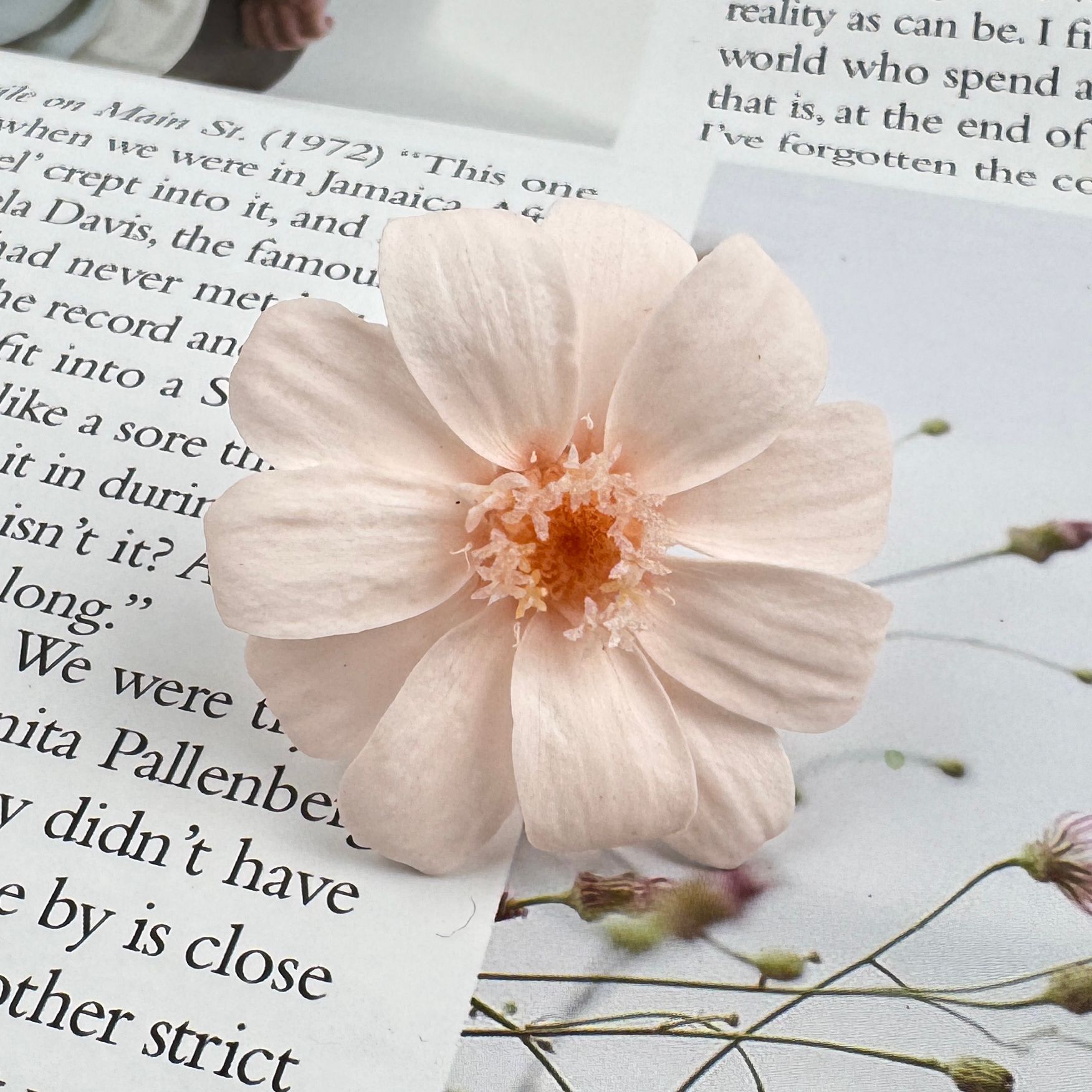 Flor eterna, zinnia, flor real, pequeño crisantemo salvaje, flor de ensueño 12/caja de flores