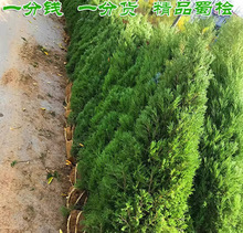 一件代发蜀块塔松树苗墓地松树四季常青龙柏树苗塔柏树苗公路工程