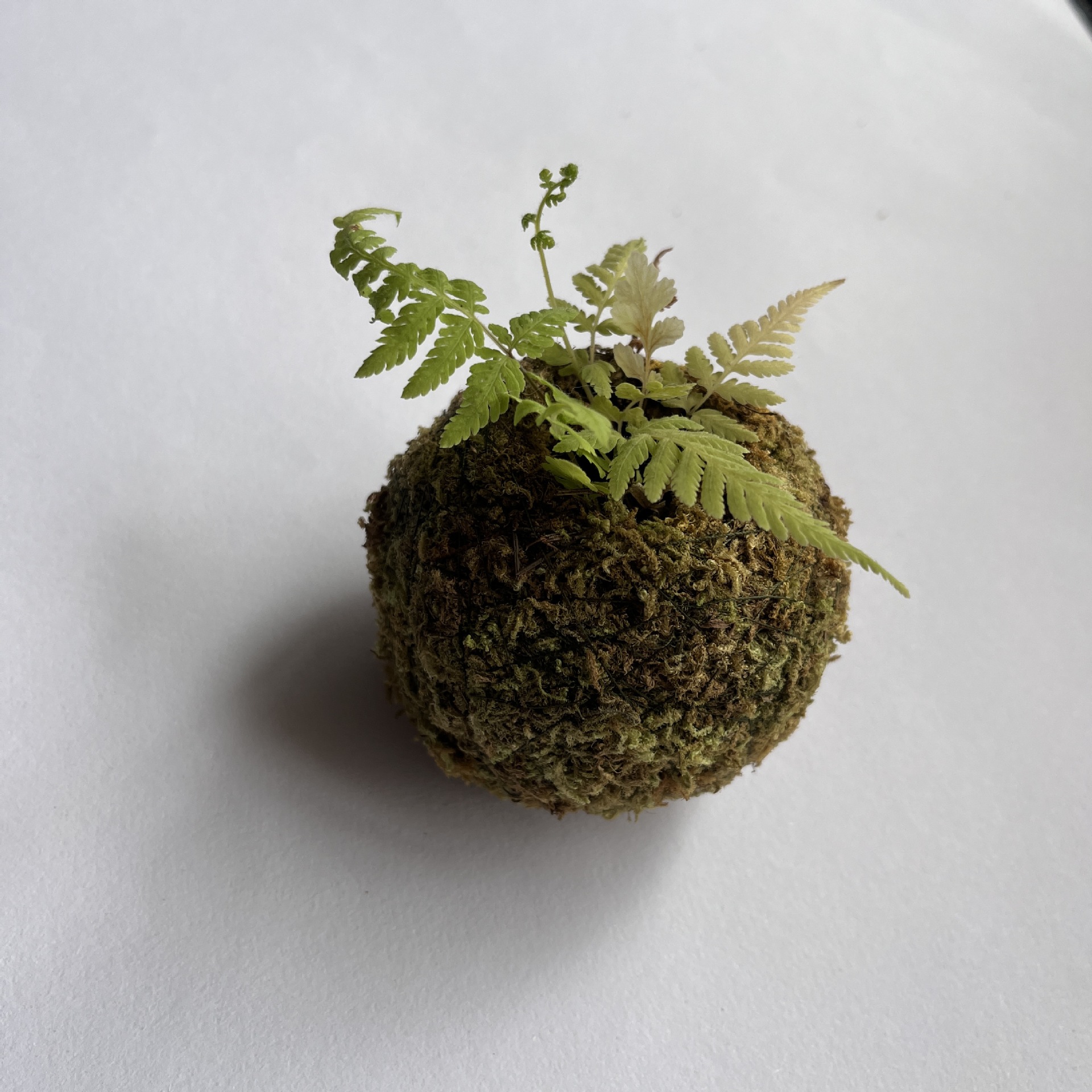 11cm 이끼 화분 용기(잔디 녹색) 1개