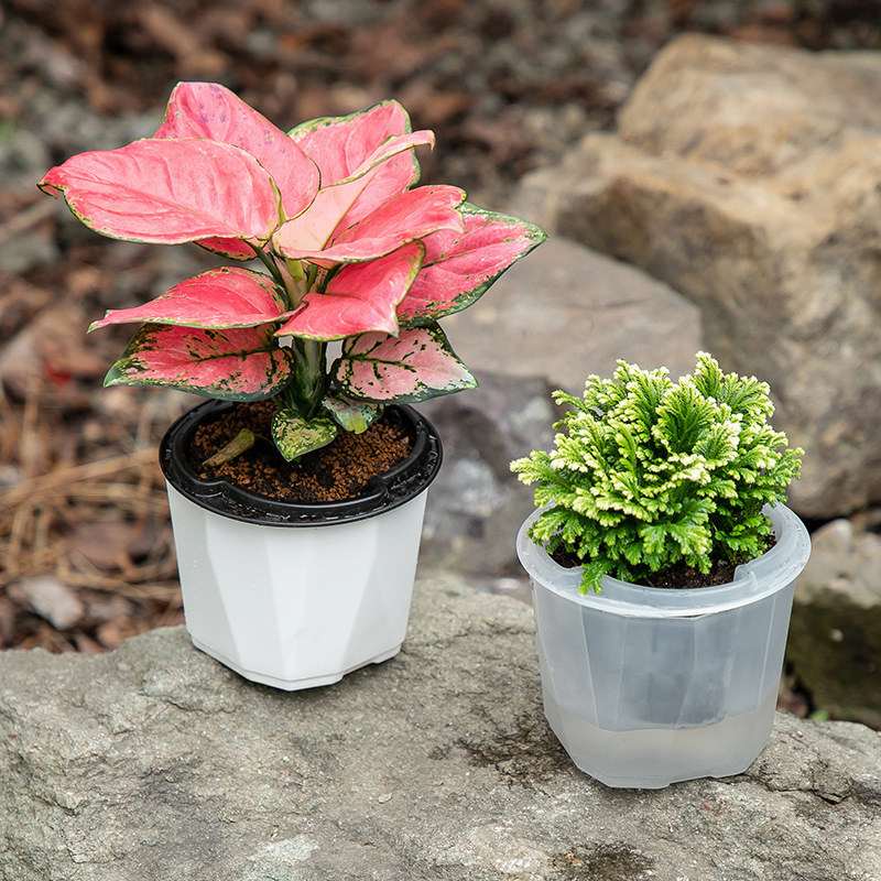 Maceta Hidropónica Autoabsorbente, Transparente, Sin Riego, para Interior