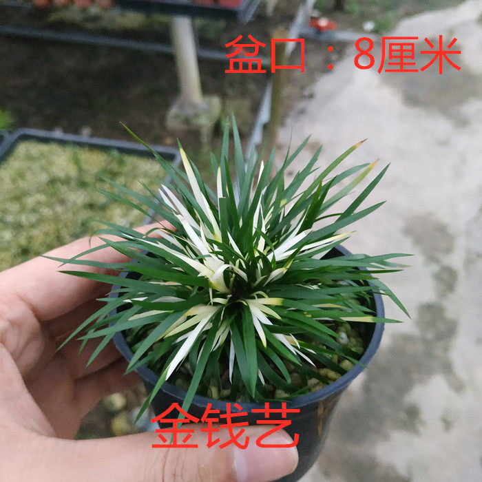 Japanese calamus bonsai, a precious variety called 'Money Art', 'Fragrant Seedling Brocade', and 'Golden Art', is an easy-to-care-for indoor green plant