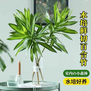 ˮ��ֲ��ٺ��������r�и��F��ɻ����҃��k��������Gֲ�ļ����B
