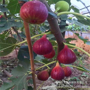 �o���������༾����ˮ���󲨼��t�o�������ϱ����Nֲ����Y��