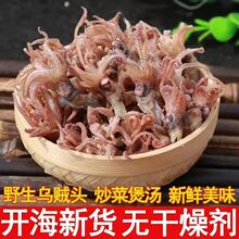 海兔头小乌贼头籽海兔头墨鱼干餐饮食材海鲜干货批发笔管鱼乌贼头