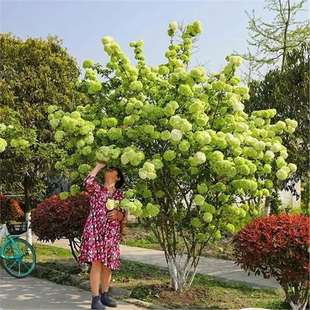 Courtyard Villa Wood Hydrangea Seedlings Chinese Wood Hydrangea Saplings Potted Ground Plants Roof Balcony Blooming All Year Round