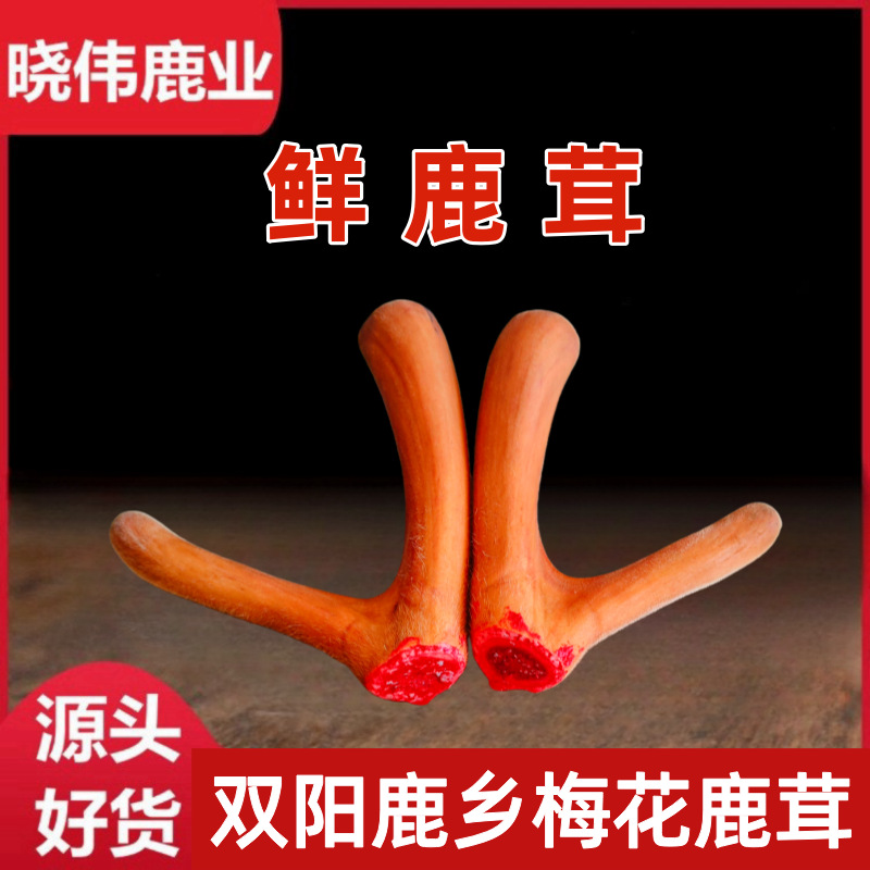 整支二杠 梅花鹿茸片 鲜鹿茸段  鲜鹿茸