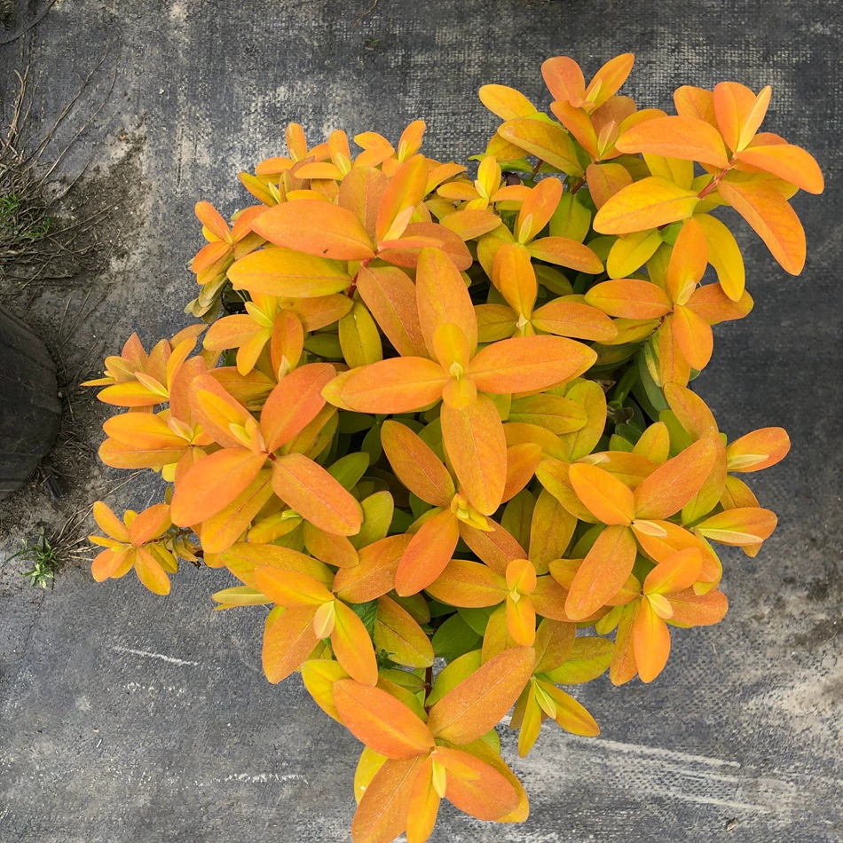 Золотой лист зверобоя 2 галлона почва форзиция Чэнду озеленение рассада Цветок граница растение цветок Горшечное растение