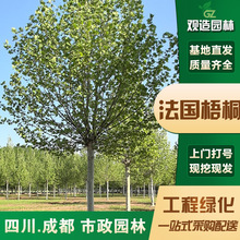 ͩĴ@־GеľͥԺ^pͺL