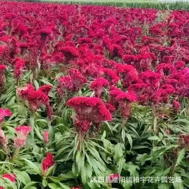 Семена красного гортензия (красного гвоздики) термостойкие и легко выращиваются весной, подходят для выращивания в горшках на балконе, для цветов во внутреннем дворе и семян цветов гвоздики (феникс-хвост).