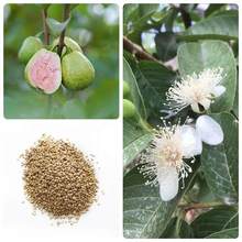 芭乐种子红心番石榴种子鸡屎果喇叭番石榴四季播种水果种籽批发