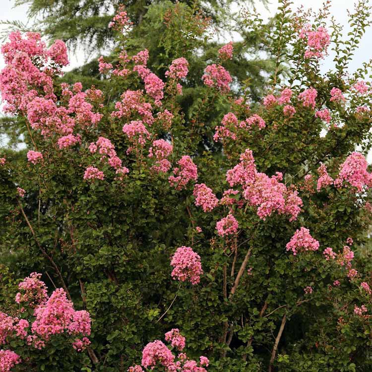 樱花15，垂丝海棠10