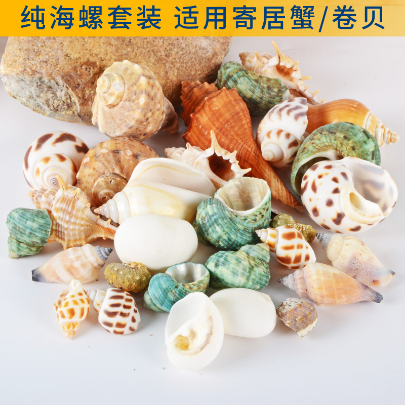 Hermit Crab Shell, Scallop Shell, Fish Replacement Shell, Natural Conch Shell, Breeding Fish Tank, Landscaping Aquarium Decoration Set