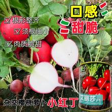 �����}���N��С�tˮ���}���N���̨�ļ�����ͥԺ�ˈ@�����߲˷N��