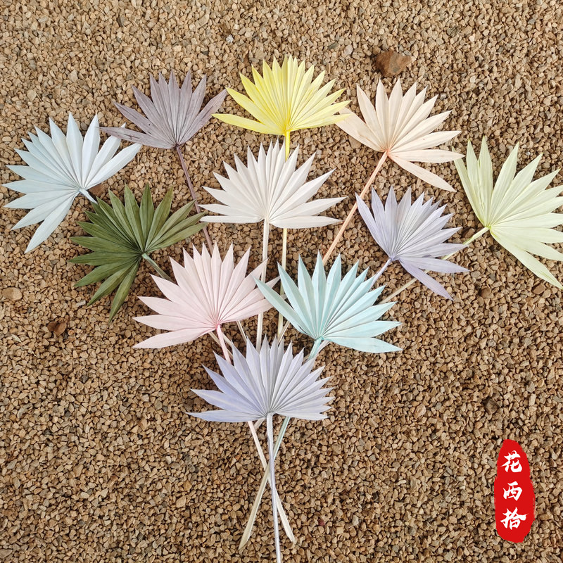 Natural Xiaopu Fan Dry Flowers Nordic Simple Wind Home Decoration…