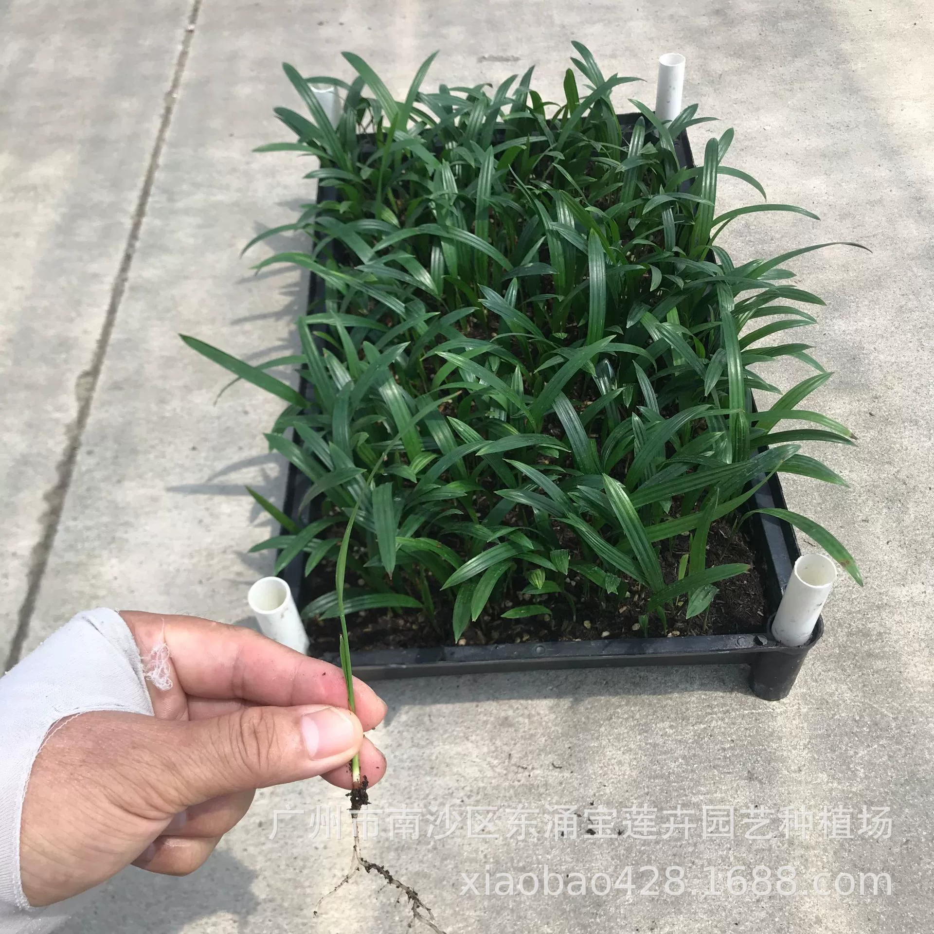 Источник производители поставляют большое количество пальмовых растений коричневый бамбук (большой лист) саженцы сад цветок семена саженцы оптом