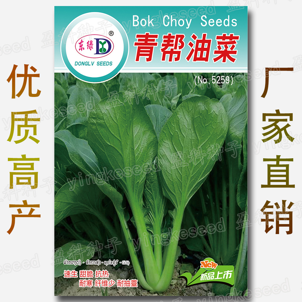 Qingbang Rapeseed Qingbang Rapeseed Is Fast-Growing, Low in Fiber, Resistant to Bolting, Resistant to Bolting, Heat-Resistant and Cold-Resistant