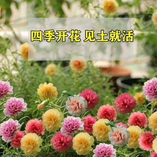 Double-Flowered Sunflower Seeds Bloom in All Seasons, Easy to Sow and Grow, Suitable for Potted Outdoor Planting for Beginners