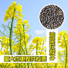 油菜花种子室外高产观赏食用耐寒耐旱春油菜花籽榨油菜籽花海种孑