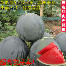 无籽西瓜种子特大高产甜早熟薄皮四季播水果黑皮巨型农科院春季种