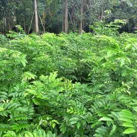 海南黄花梨树苗正宗黄花梨小苗庭院常绿名贵苗木降香黄檀珍贵植物