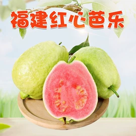 代用/养生茶;苹果;花果茶