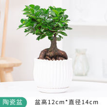 人参榕盆栽绿植提根老桩摇钱树发财树造型小叶榕树盆景植物金钱榕