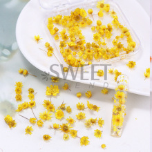 跨境新款美甲干花 ins日系单色真花小花盒装雏菊花指甲装饰品批发