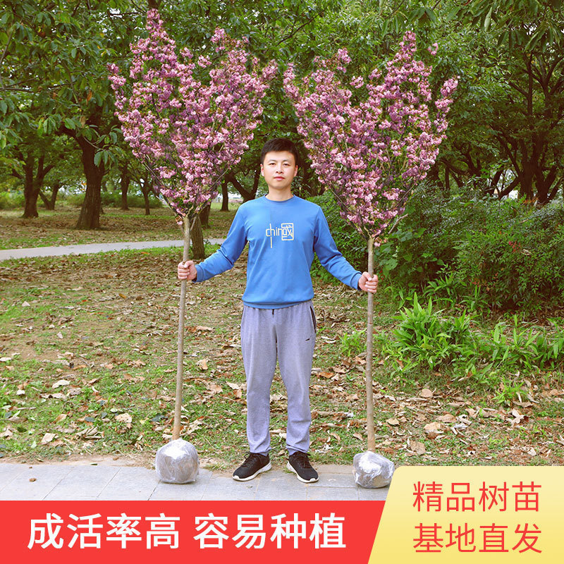 Dropshipping Japanese Cherry Blossom Saplings for Courtyard Large Villa Ground Planting Potted Plants for All Seasons Outdoor Cold-Resistant Cherry Blossom Saplings