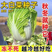 ��ײ˷N�����쿹���͟�߮a�����̨�߲˷N�Ӵ�ȫ�＾�����˷N��