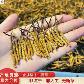 西藏那曲4500米以上正品头期整条批发青海玉树甄选高海拔干货虫草