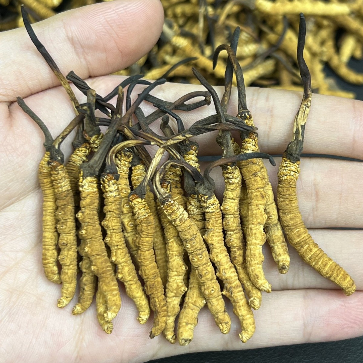 Dried high-altitude Tibetan Cordyceps, such as those from Yushu, with no broken stems, plump and golden, whole dried Cordyceps.