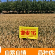 ����С���N��  ����16��ʳ��С���N��  �F؛���l