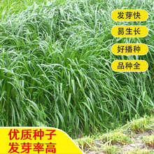 黑麦草种子一年生黑麦草种子四倍体牧草种籽营养丰富发芽快适口好